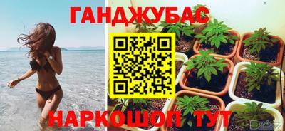 индика Кингисепп